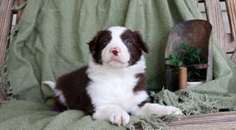 Tucker
