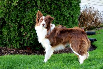 Tucker