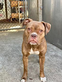 Yahaira - Puppy Area