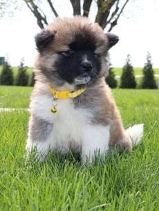 Amelia