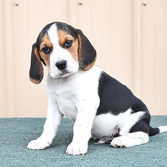 Arlo