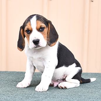 Arlo