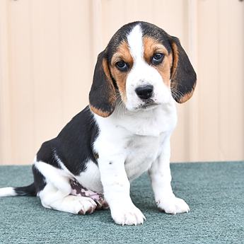 Arlo