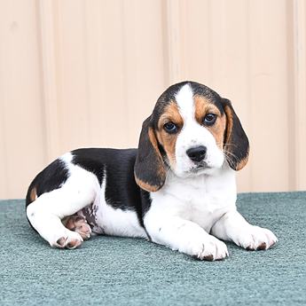 Arlo