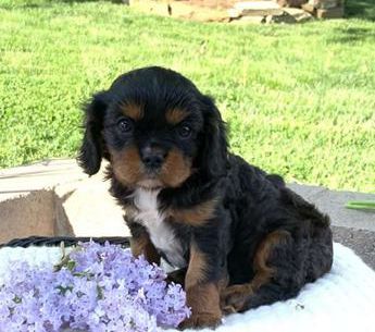 Arlo
