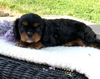 Arlo