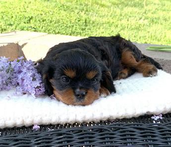 Arlo