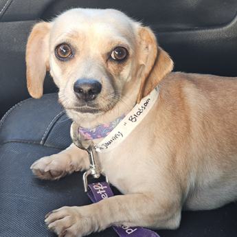 BLOSSUM - Puppy Area