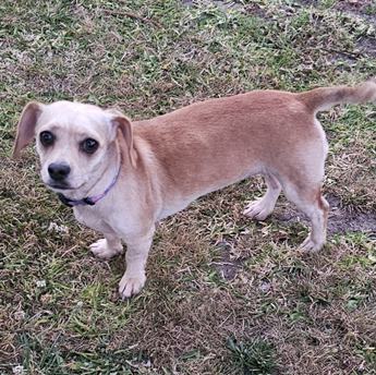 BLOSSUM - Puppy Area