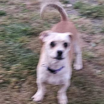 BLOSSUM - Puppy Area