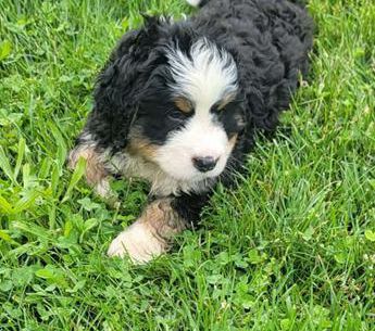 Bandit