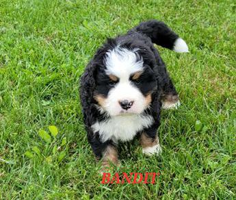 Bandit
