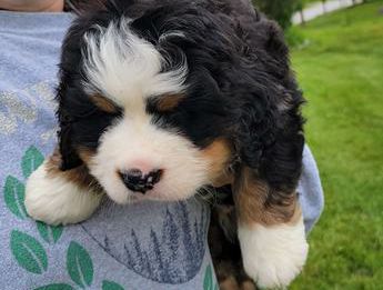 Bandit