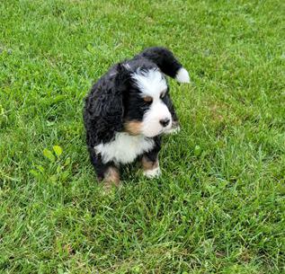 Bandit