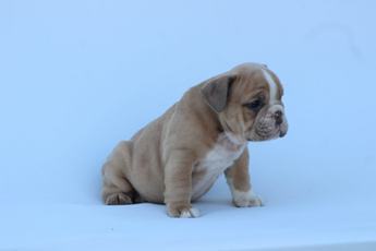 Barley