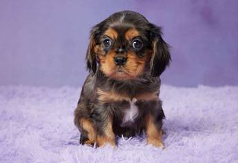 Barney