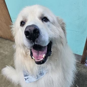 Bear - New to Rescue- Foster Needed