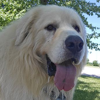 Bear - New to Rescue- Foster Needed
