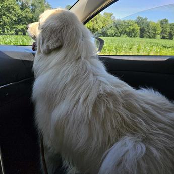 Bear - New to Rescue- Foster Needed