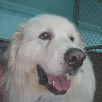 Bear - New to Rescue- Foster Needed