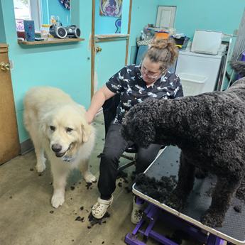 Bear - New to Rescue- Foster Needed