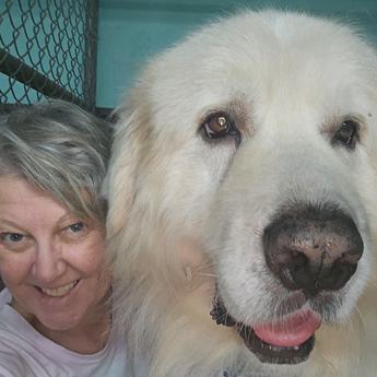 Bear - New to Rescue- Foster Needed