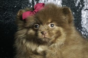Bellaboo