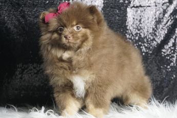 Bellaboo