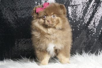 Bellaboo