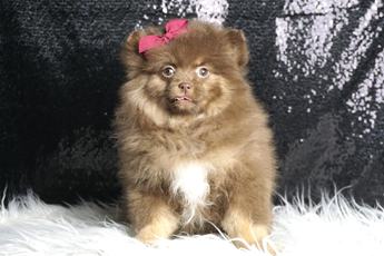 Bellaboo