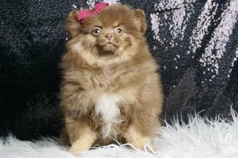 Bellaboo