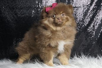 Bellaboo