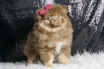 Bellaboo