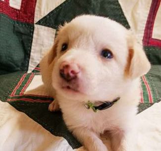 Benji
