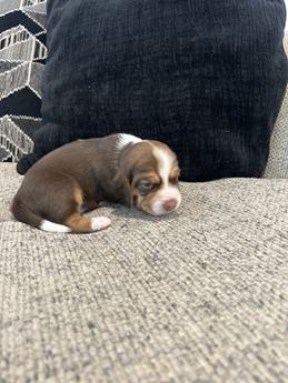Brownie