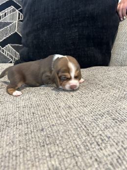 Brownie