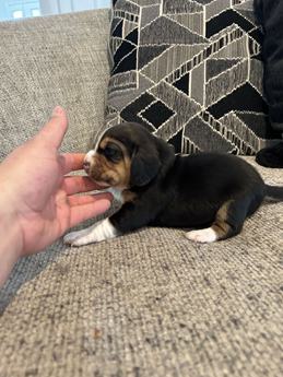 Brownie