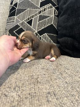 Brownie