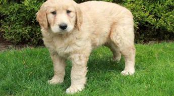 Charlie