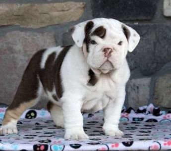 Clifford