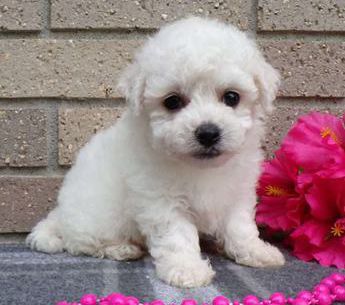 Cotton