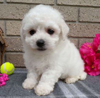 Cotton