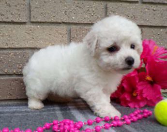 Cotton