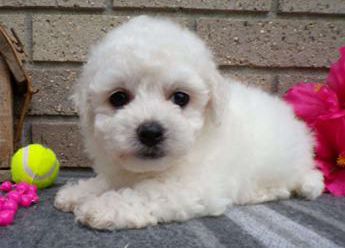 Cotton