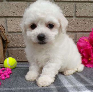Cotton