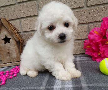 Cotton