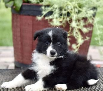 Daisy