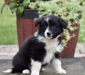 Daisy