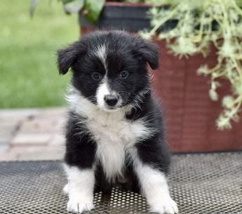 Daisy