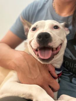 Daisy Day the Ittiest Bittiest Pittie Girl
